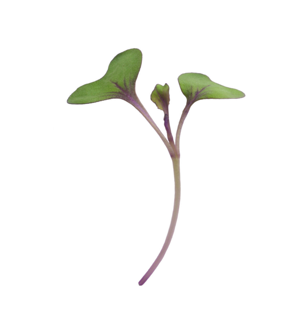 red-cabbage-microgreen-seed