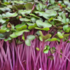 red-cabbage-microgreen-seed