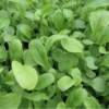 rocket-microgreen-seed