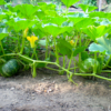 delica-f1-kabocha-squash-seed