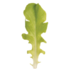 green-saladbowl-organic-oakleaf-lettuce-seed