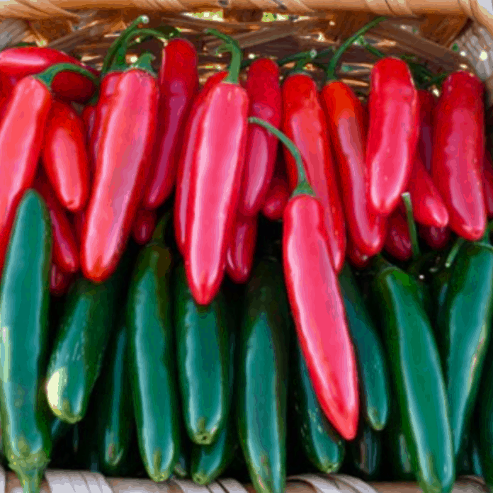 lucifer-f1-serrano-chilli-seed