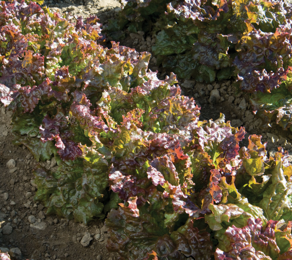 red-sails-organic-lettuce-seed
