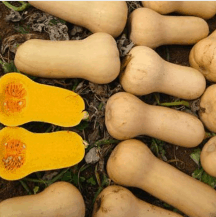 waltham-f1-butternut-pumpkin-seed