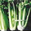 green-giant-f1-celery-seed