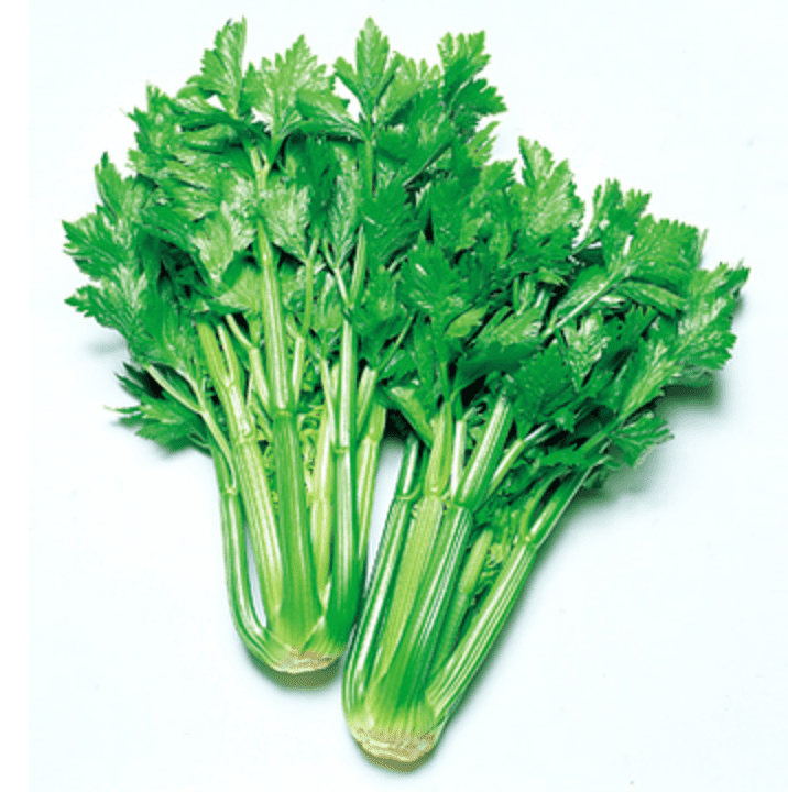 green-giant-f1-celery-seed
