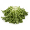 korbi-rz-pelleted-tres-fine-maraiere-endive-seed