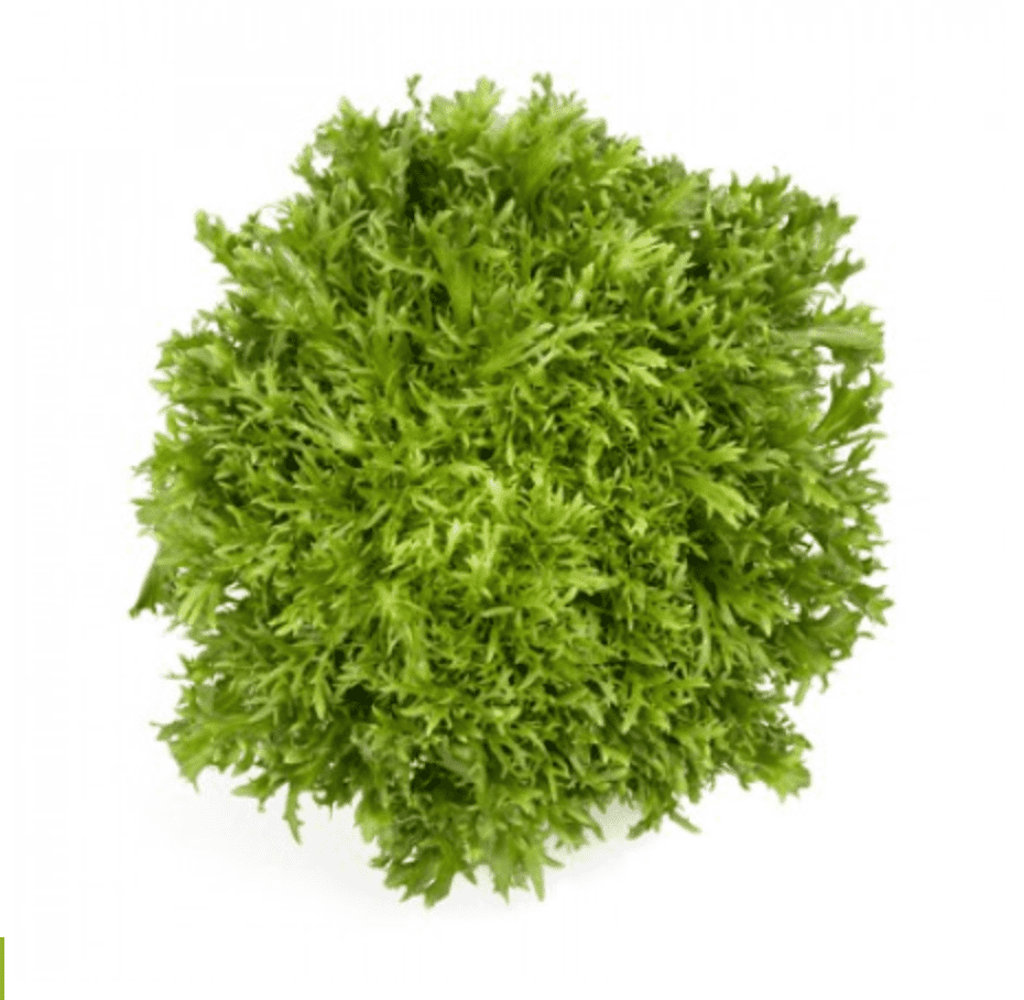 korbi-rz-pelleted-tres-fine-maraiere-endive-seed