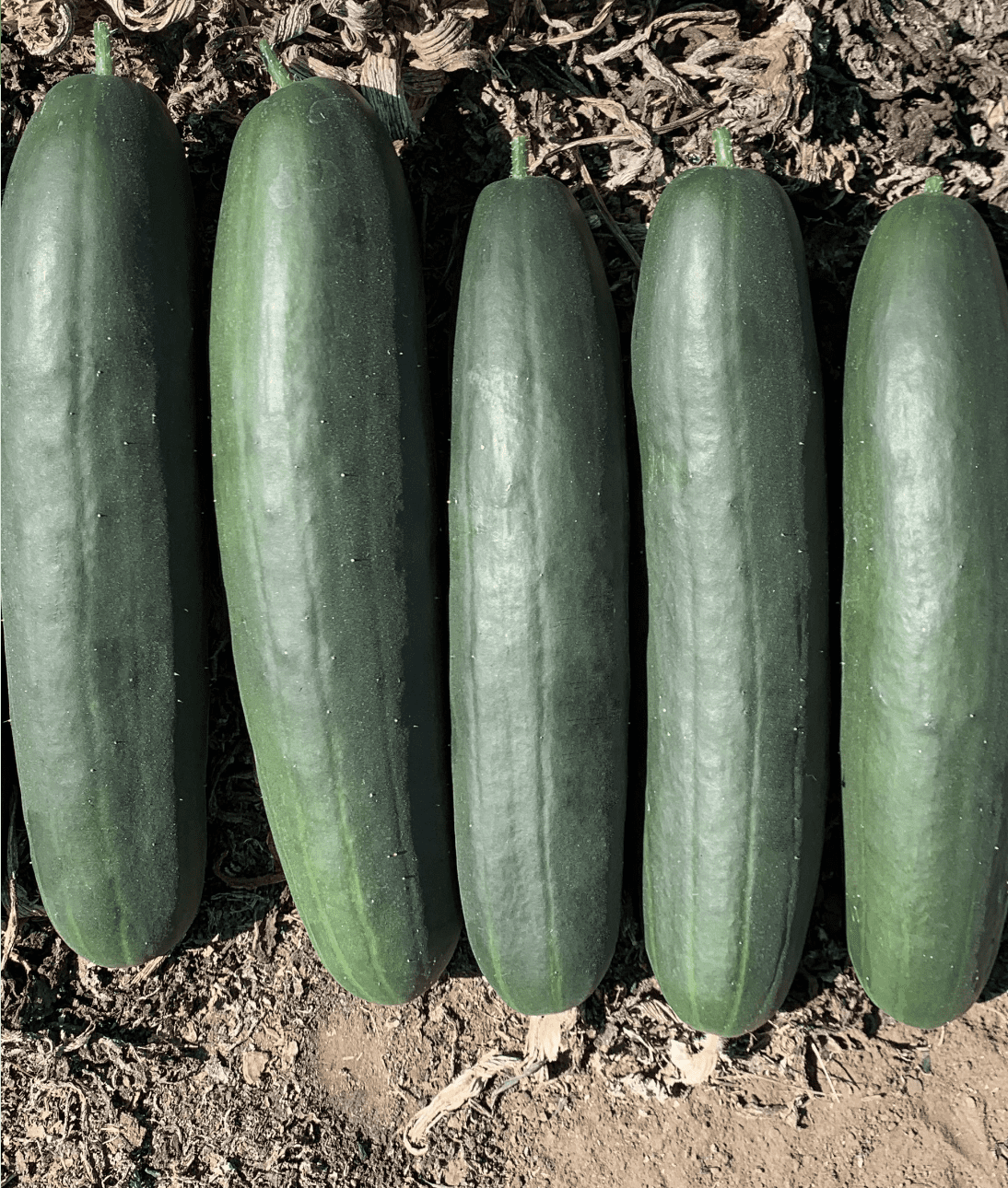 Mogwai | F1 Slicer Field Cucumber