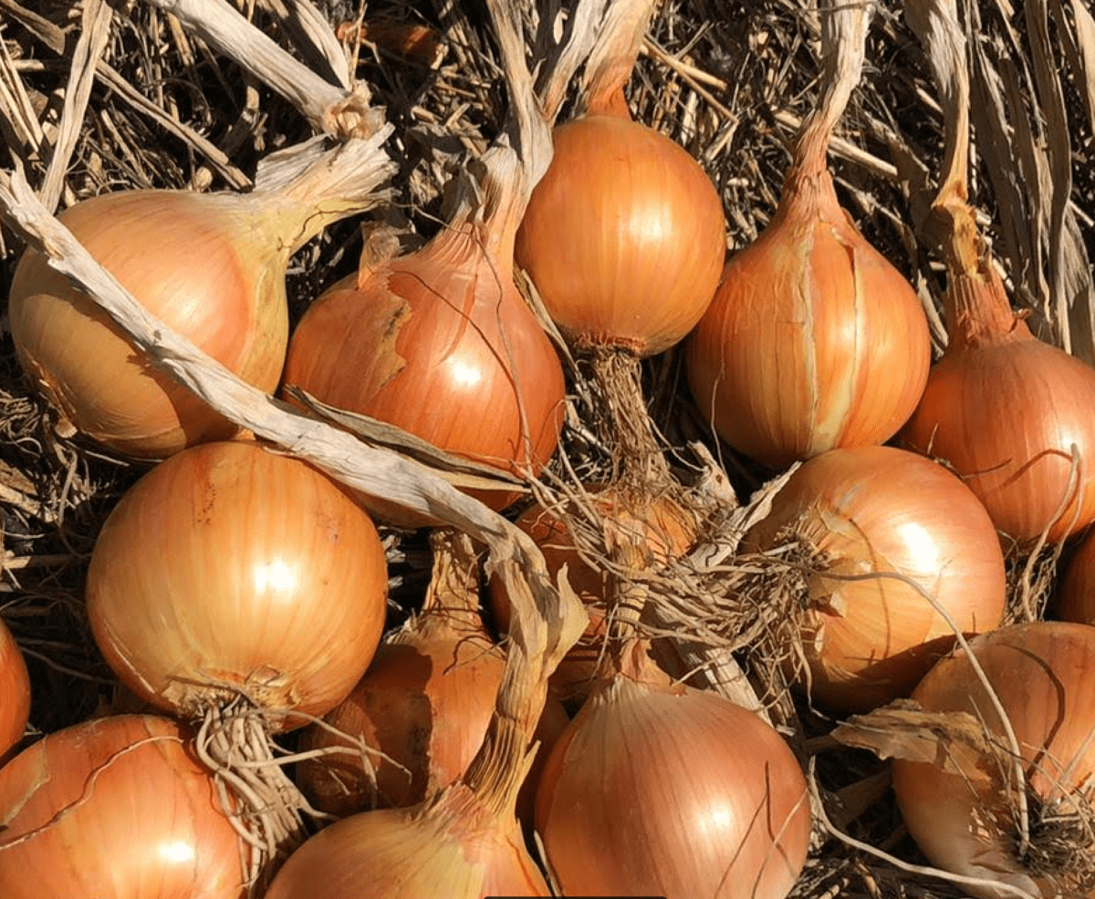 australian-early-brown-onion-seed