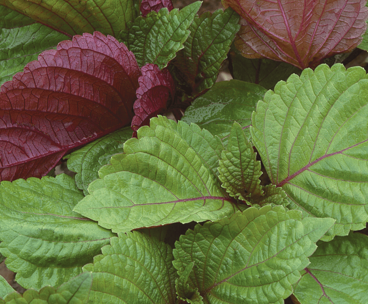 britton-shiso-herb-seed