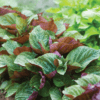 britton-shiso-herb-seed