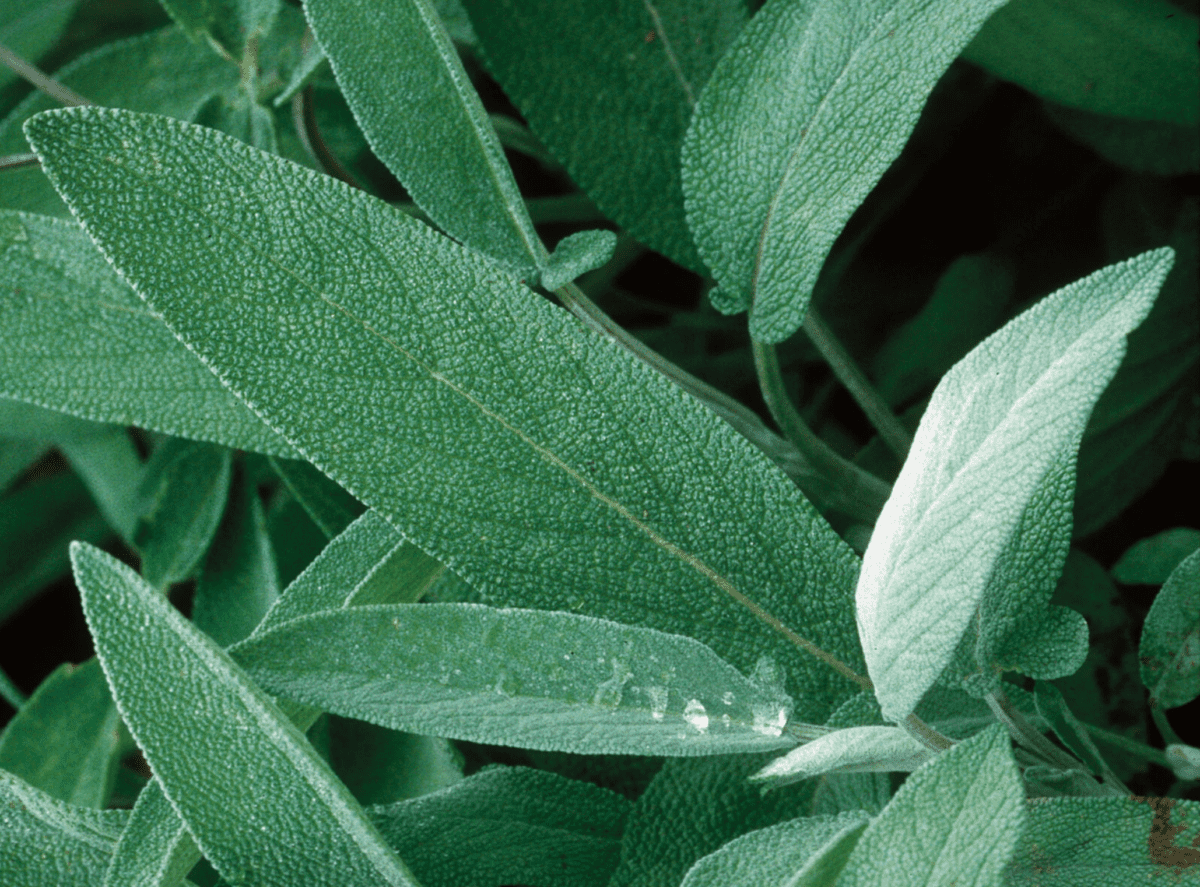 extrakta-sage-herb-seed
