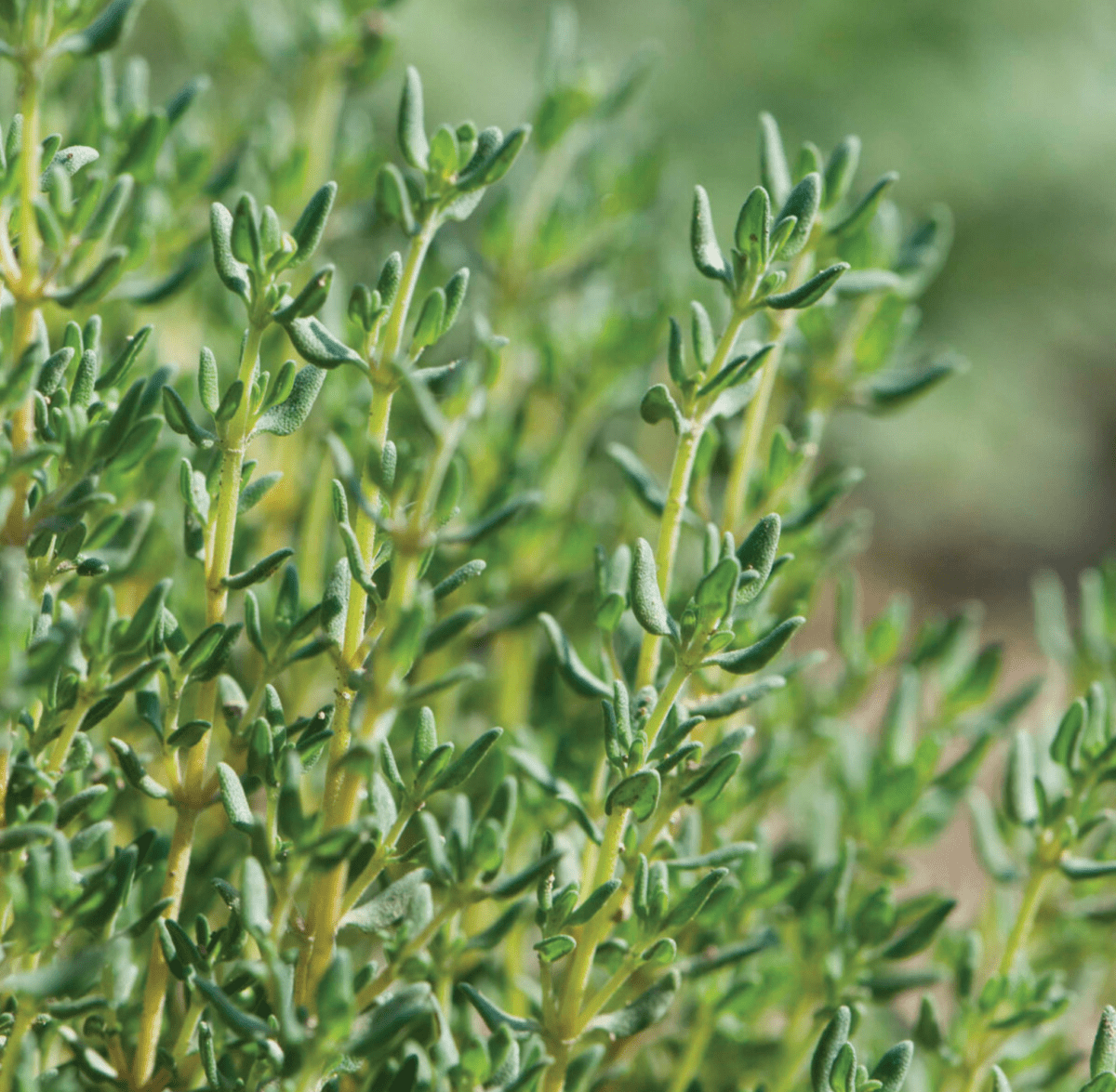 german-winter-thyme-organic-herb-seed