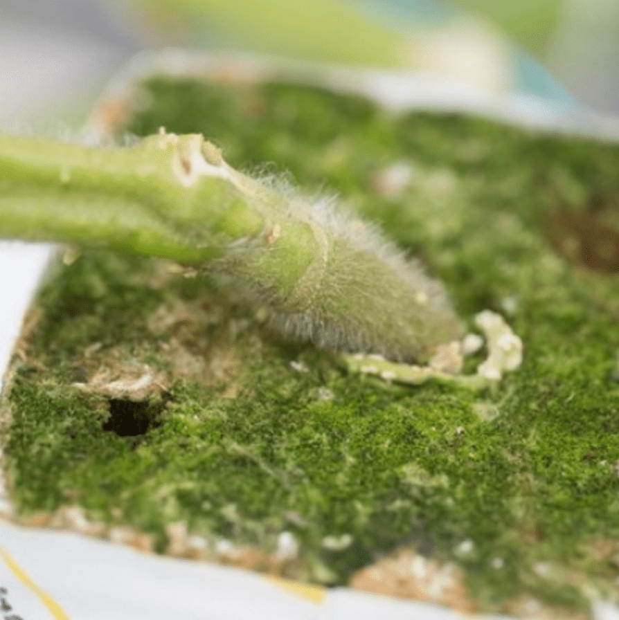 kaiser-solanaceous-rootstock-seed