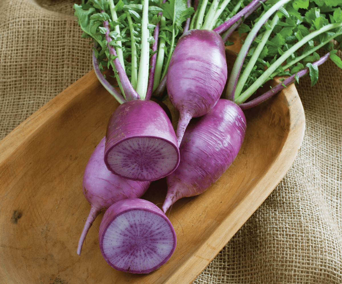 kn-bravo-f1-radish-seed