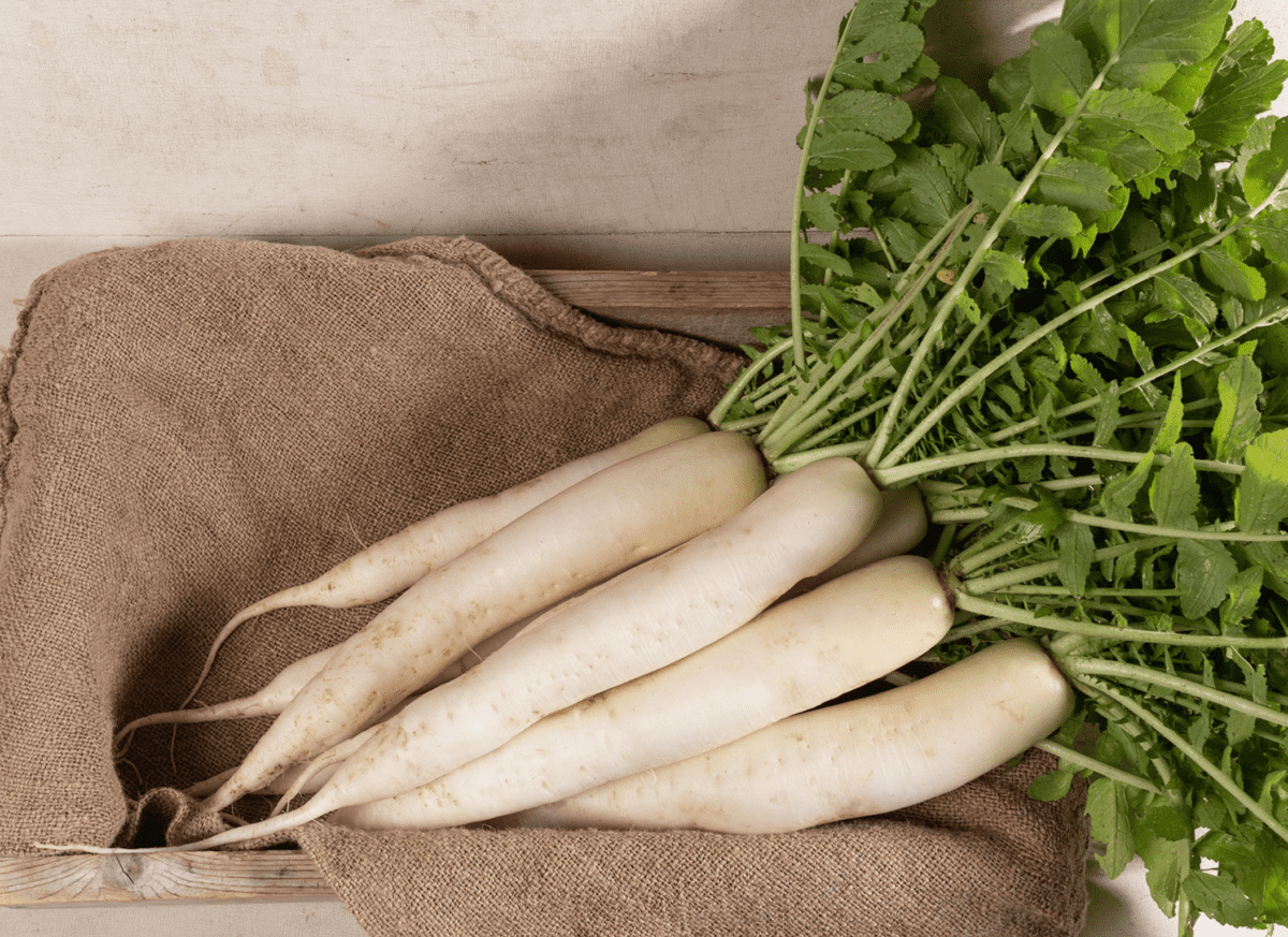miyashige-daikon-radish-seed