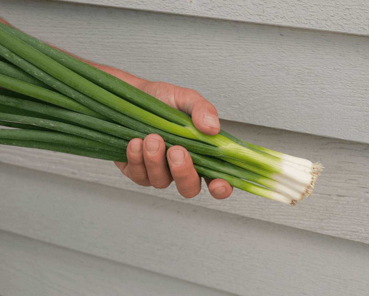 nabechan-f1-spring-onion-seed