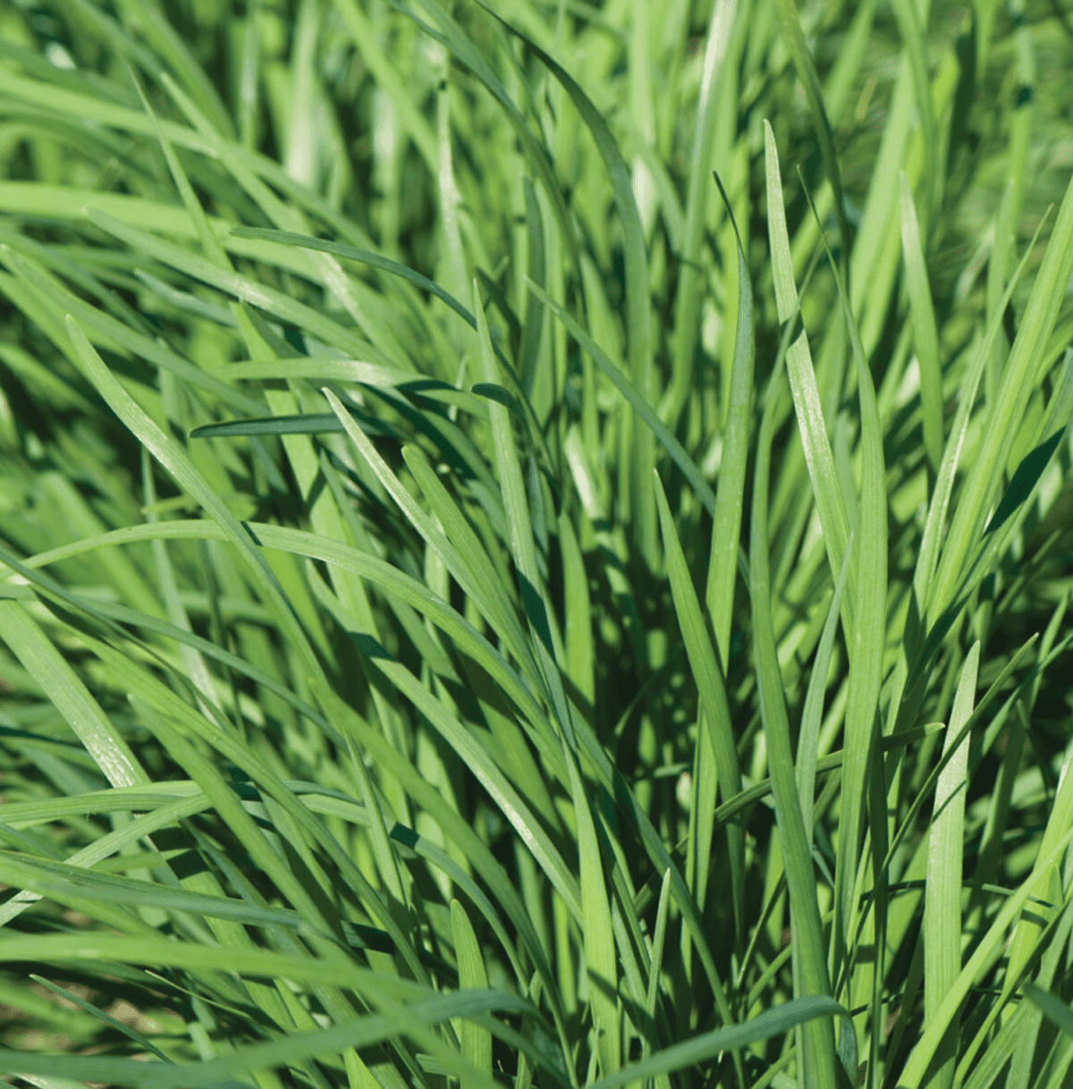 nira-organic-garlic-chive-seed