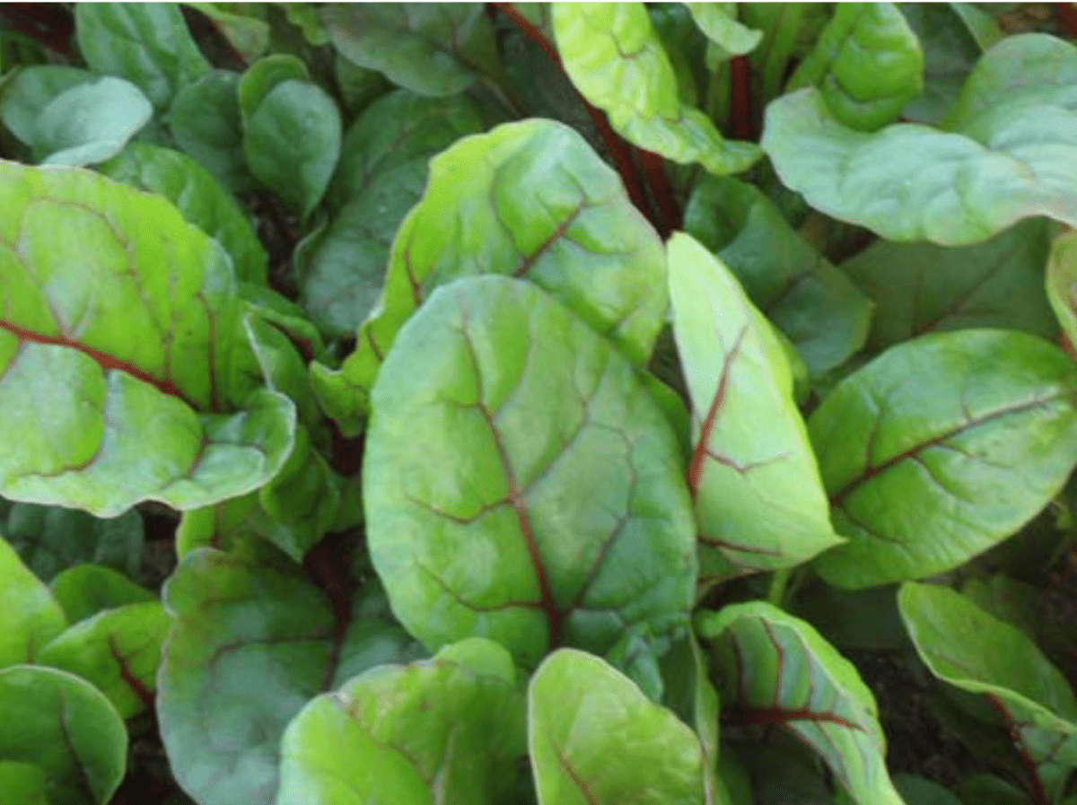 rhubarb-red-swiss-chard-babyleaf
