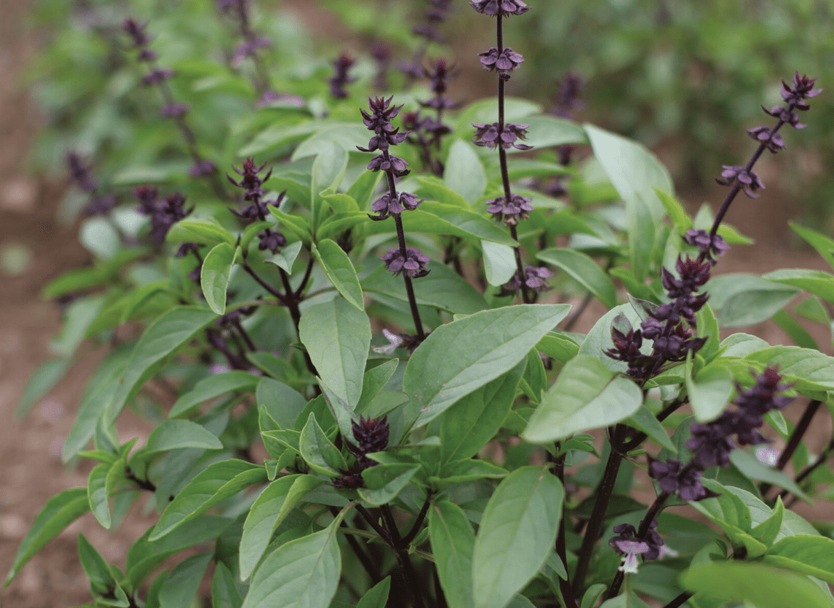 sweet-thai-basil-seed