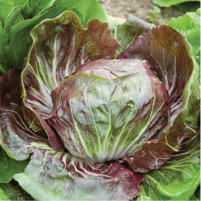 indigo-f1-radicchio-seed