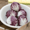 indigo-f1-radicchio-seed