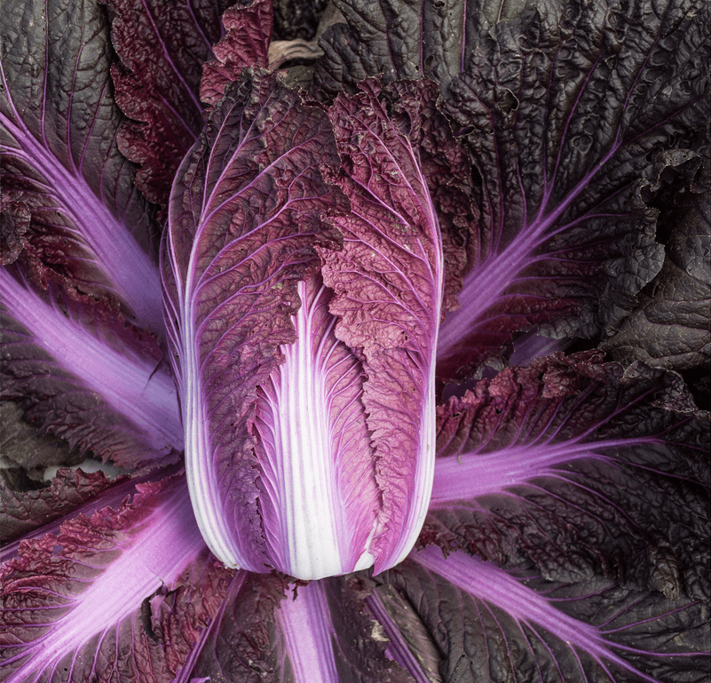 merlot-f1-chinese-cabbage-seed