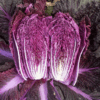merlot-f1-chinese-cabbage-seed