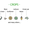 WZ-Seed Crops