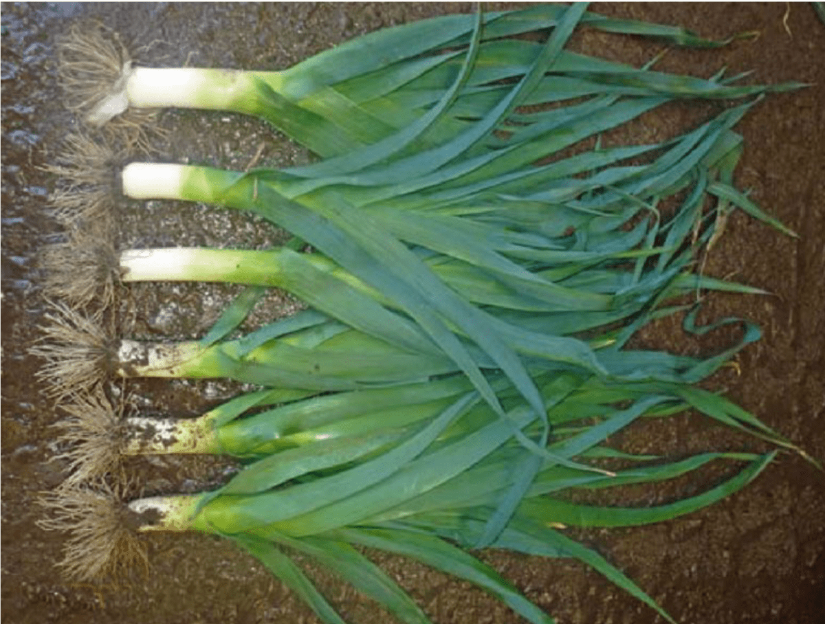 chinook-f1-early-leek-seed