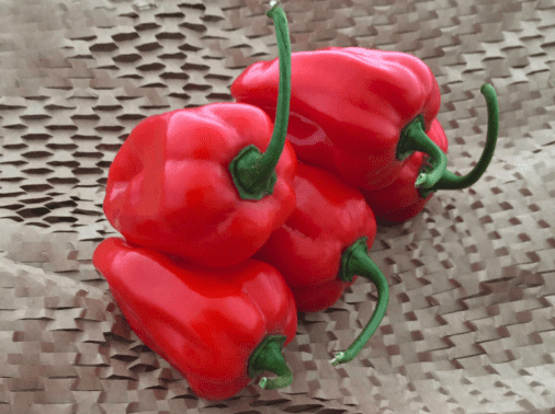 rey-kawiil-f1-habenero-chilli-seed