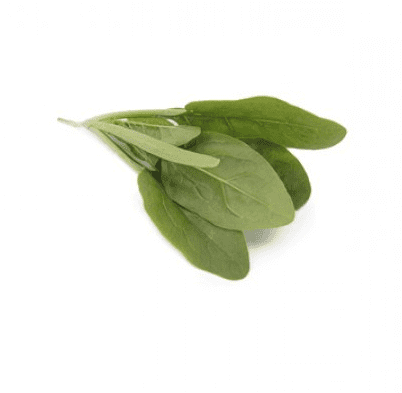 platypus-rz-f1-cool-season-savoy-spinach-seed