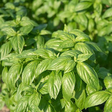 prospera-organic-basil-seed