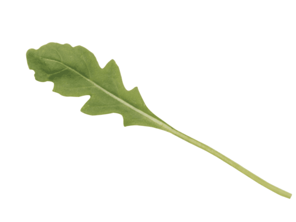 tricia-speedy-wild-rocket-seed