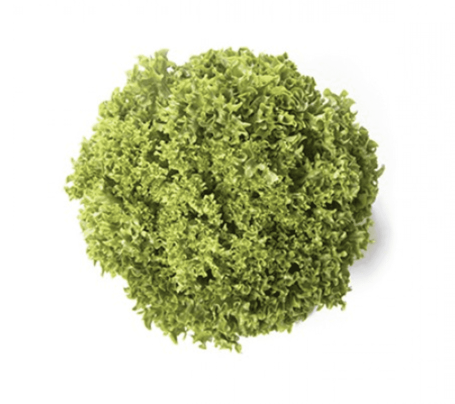 vindicate-rz-primed-green-coral-seed