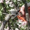 Lowe #11.104 Large Pruning Shears