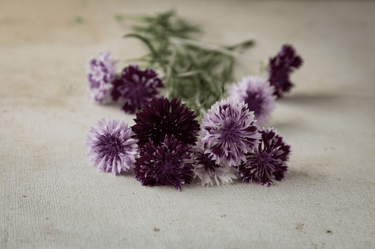 classic-magic-cornflower-seed