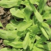 corn-salad-verte-de-cambrai-winter-mache-seed