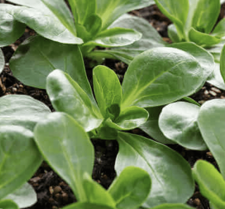 corn-salad-verte-de-cambrai-winter-mache-seed