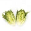coronita-rz-crispy-cos-lettuce-seed