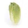 coronita-rz-crispy-cos-lettuce-seed