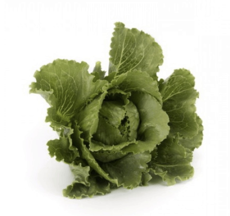 coronita-rz-crispy-cos-lettuce-seed