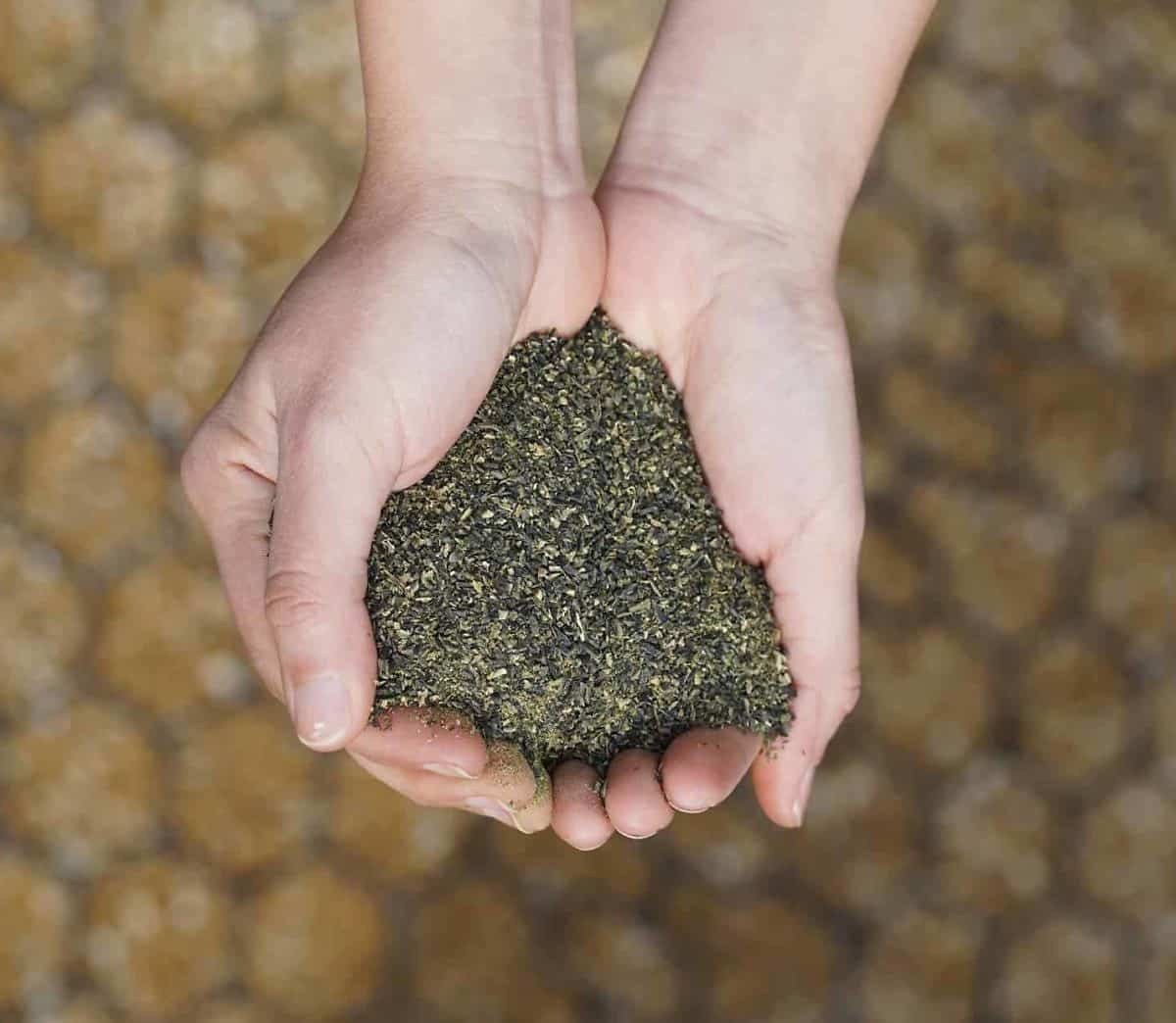 Dried Kelp Meal | Tasmanian Bull Kelp