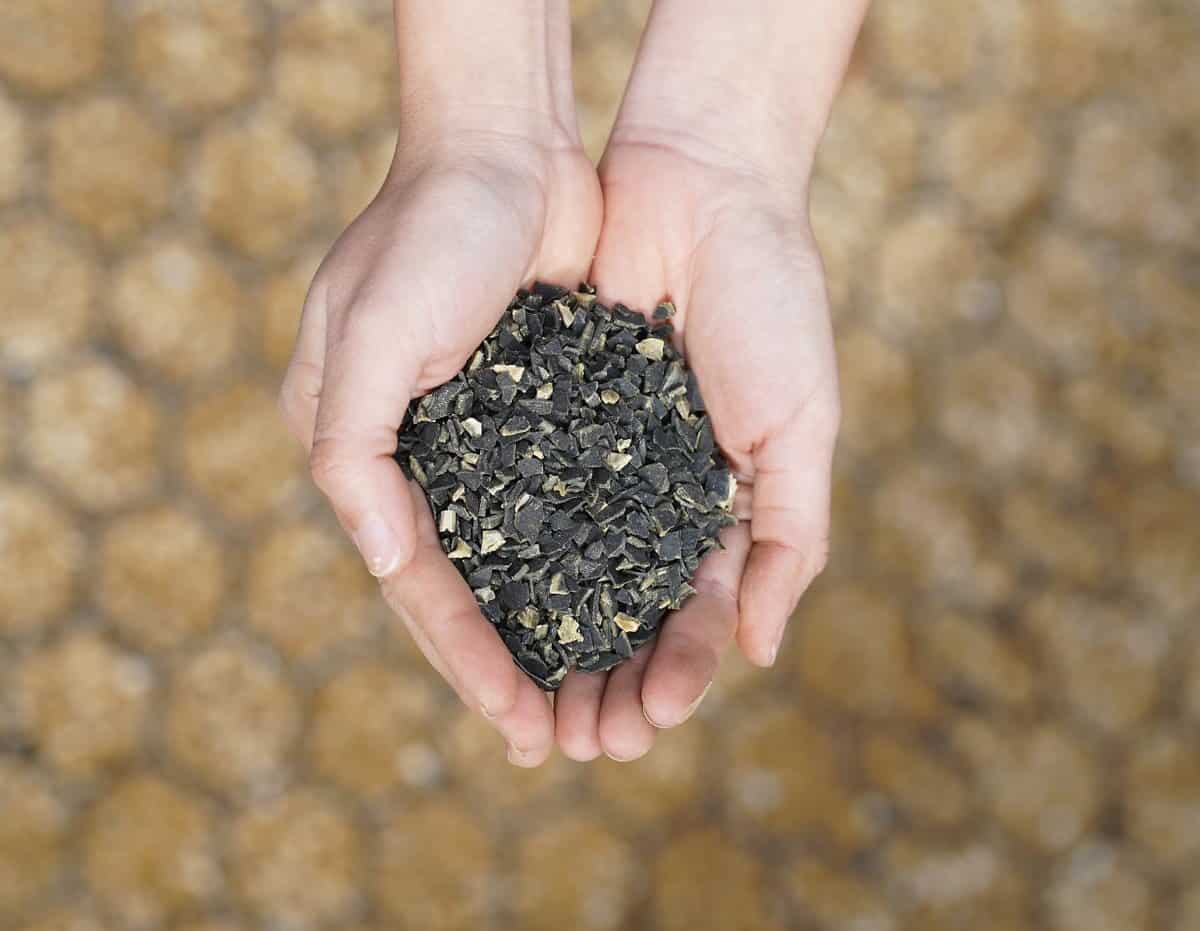 Kelp Mini Granules | Tasmanian Bull Kelp