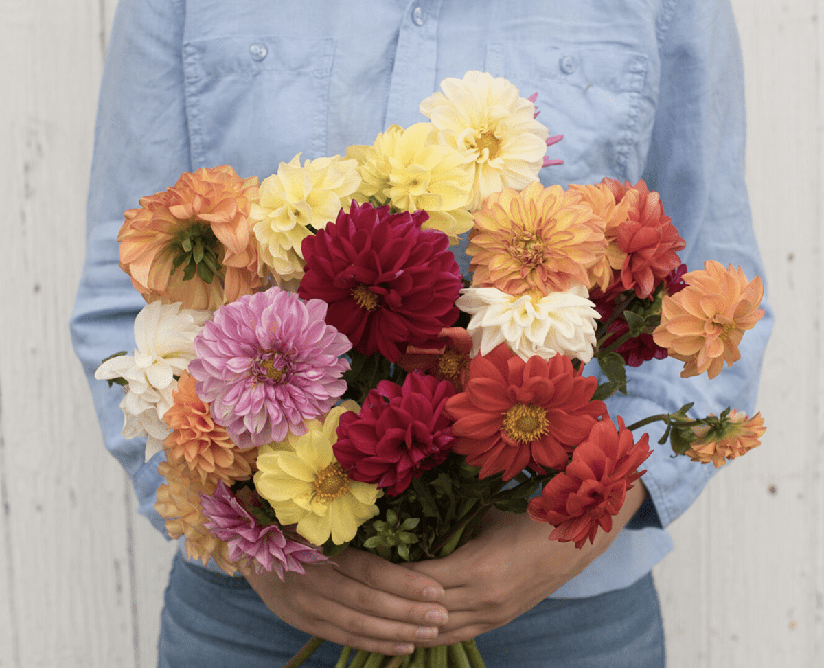 giant-hybrid-mix-dahlia-seed