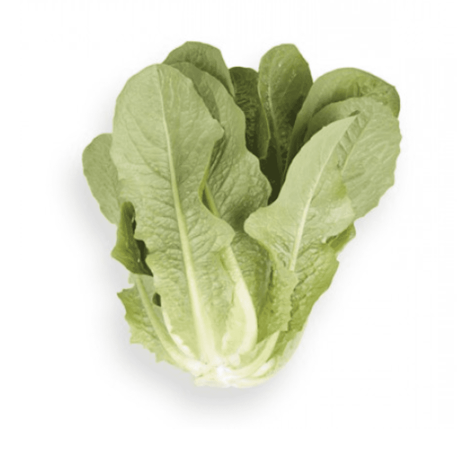 gradara-rz-midi-cos-seed