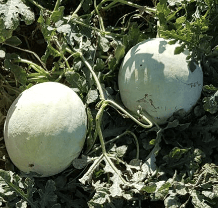 lion-pollinator-watermelon-seed