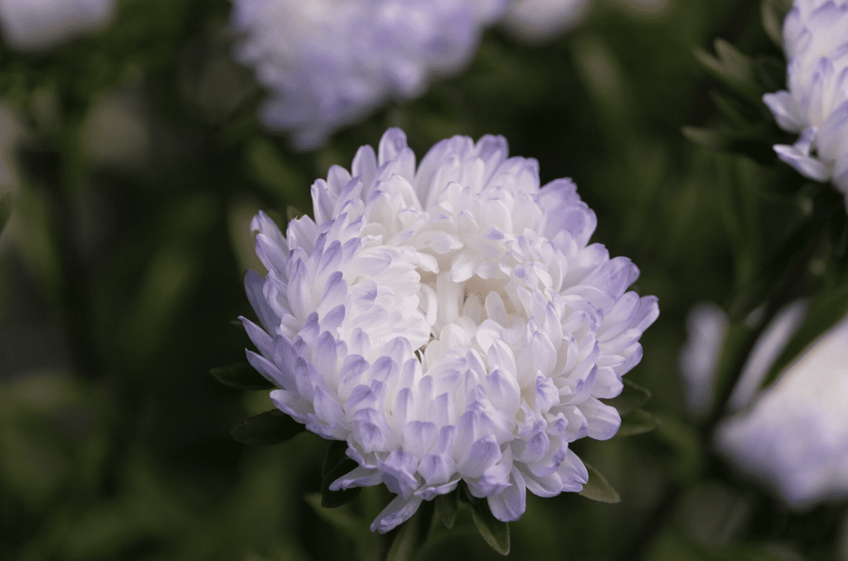 tower-silver-summer-aster-seed