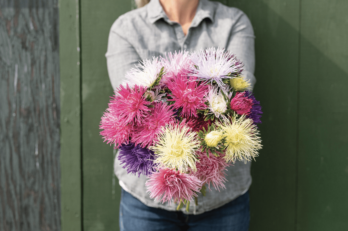 valkyrie-mix-summer-aster-seed